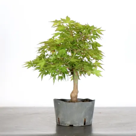 PREBONSAI ERABLE PALMATUM n°7
