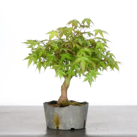 PREBONSAI MAPLE PALMATUM n°3