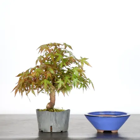 image supplémentaire - Prebonsai maple tree to be...