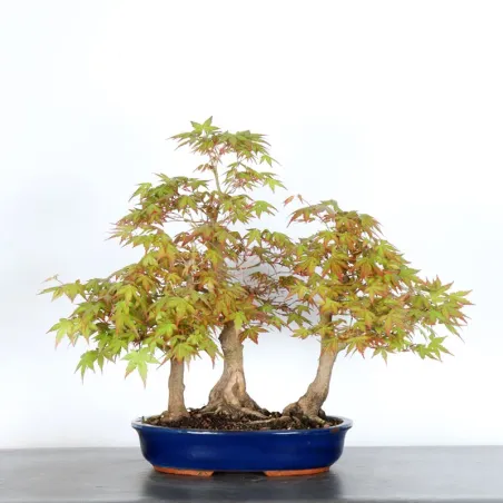 FORÊT ERABLE DU JAPON "ACER PALMATUM" 1-6