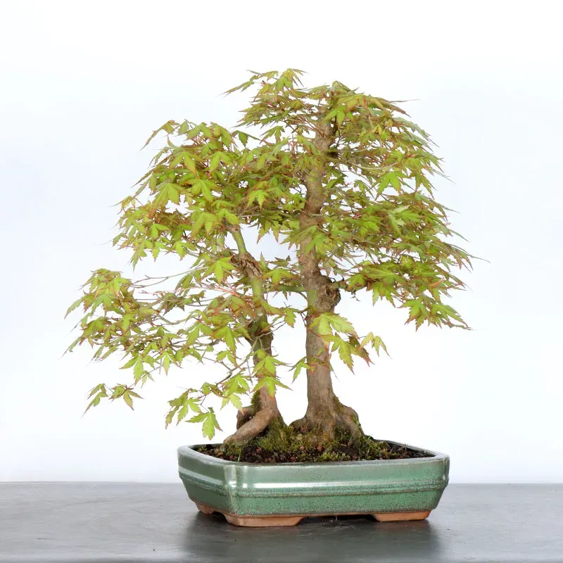 FORÊT ERABLE DU JAPON "ACER PALMATUM" 1-1