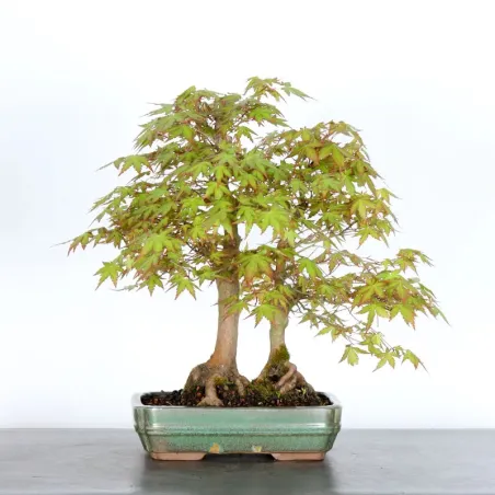 image supplémentaire - FORÊT ERABLE DU JAPON "ACER...