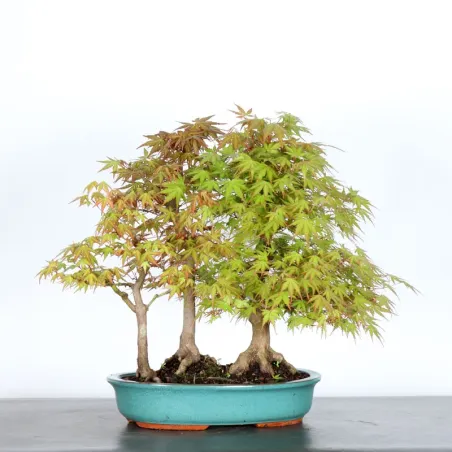 JAPANESE MAPLE FOREST "ACER PALMATUM" 1-8