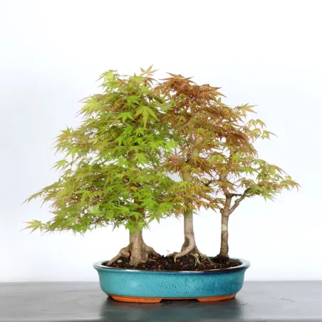 image supplémentaire - FORÊT ERABLE DU JAPON "ACER...