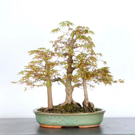 FORÊT ERABLE DU JAPON "ACER PALMATUM" 1-10