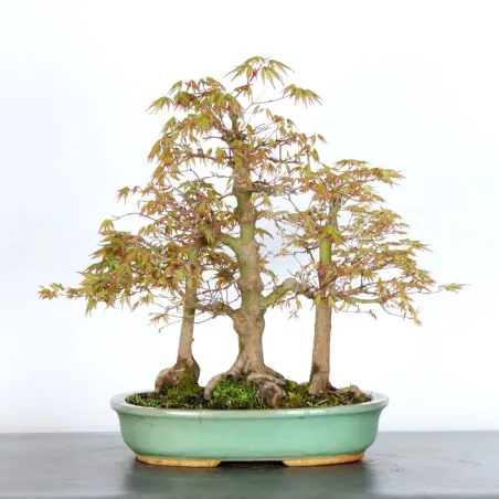 image supplémentaire - JAPANESE MAPLE FOREST "ACER...