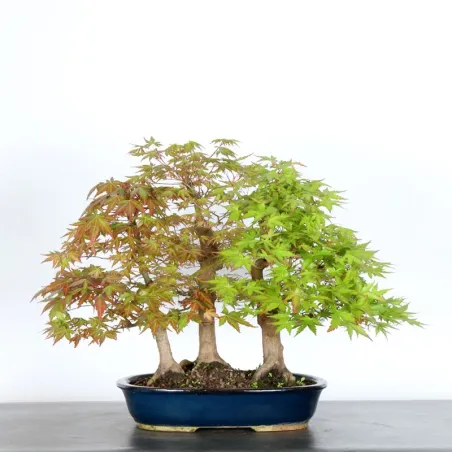 FORÊT ERABLE DU JAPON "ACER PALMATUM" 1-7