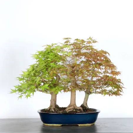 image supplémentaire - JAPANESE MAPLE FOREST "ACER...