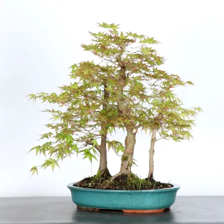 image supplémentaire - JAPANESE MAPLE FOREST "ACER...