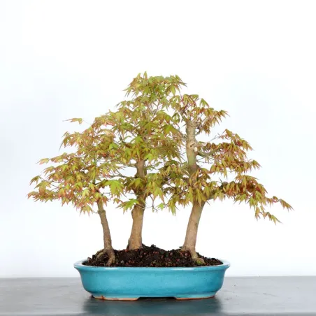 FORÊT ERABLE DU JAPON "ACER PALMATUM" 1-4