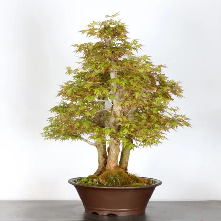 image supplémentaire - Forêt Erable du japon "acer...
