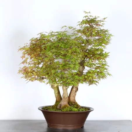 JAPANESE MAPLE FOREST "ACER PALMATUM" 6-2