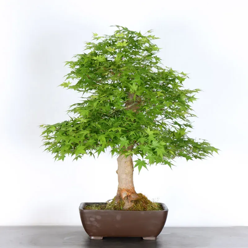 image supplémentaire - JAPANESE MAPLE "ACER...