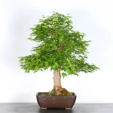 image supplémentaire - ERABLE DU JAPON "ACER...