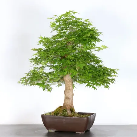 JAPANESE MAPLE "ACER PALMATUM" 5-11