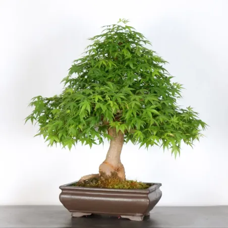 image supplémentaire - JAPANESE MAPLE "ACER...