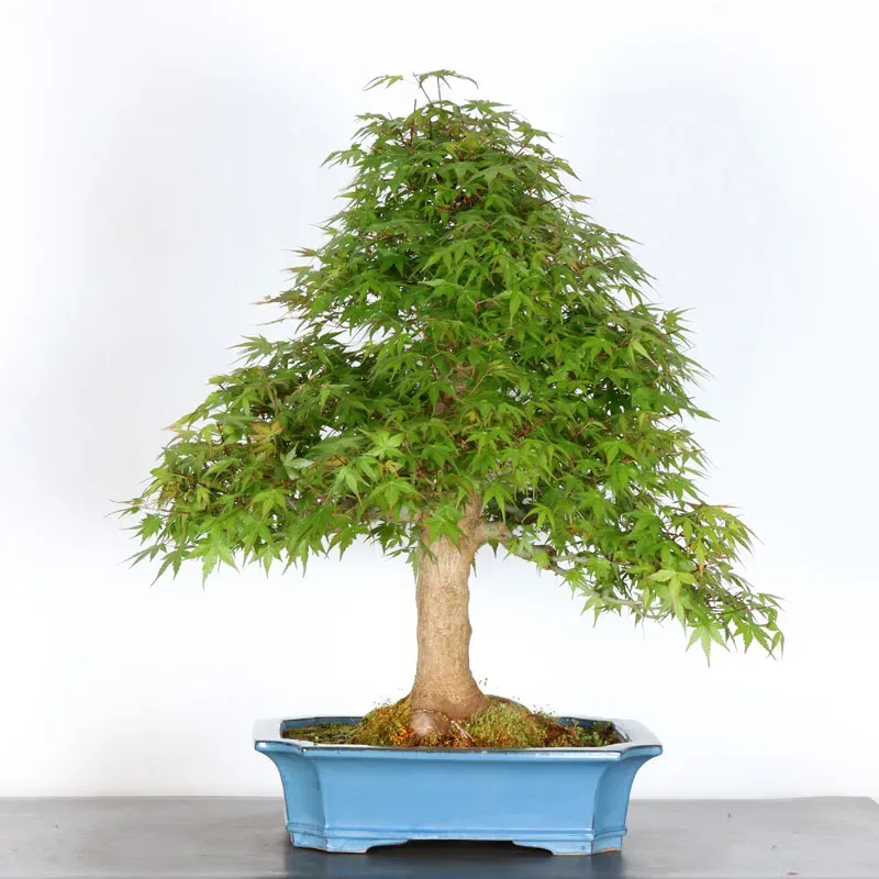 JAPANESE MAPLE "ACER PALMATUM" 5-12 (Cracked pot)