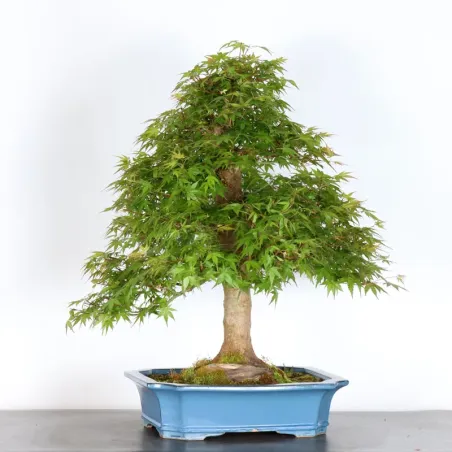 image supplémentaire - ERABLE DU JAPON "ACER...