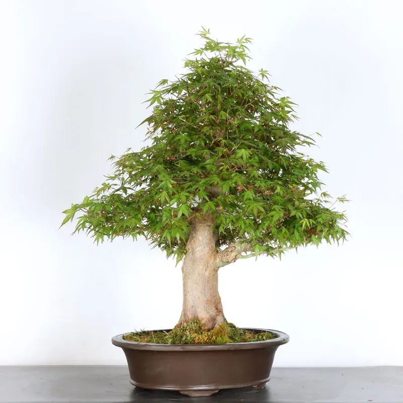 JAPANESE MAPLE "ACER PALMATUM" 5-10