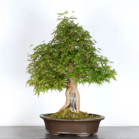 image supplémentaire - ERABLE DU JAPON "ACER...