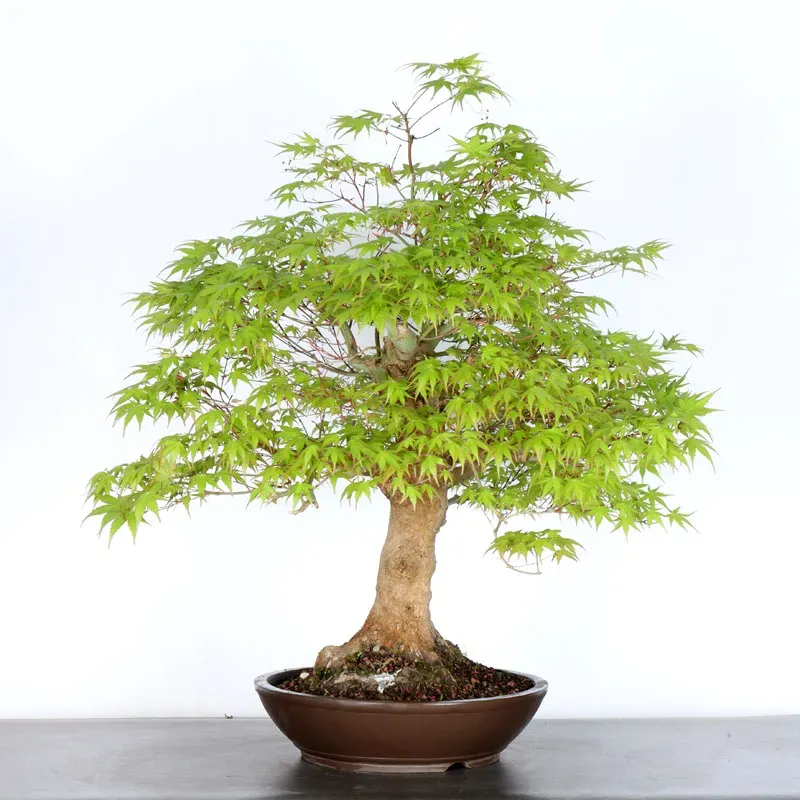 Erable du japon "acer palmatum" 5-5