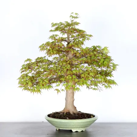 ERABLE DU JAPON "ACER PALMATUM" 5-2