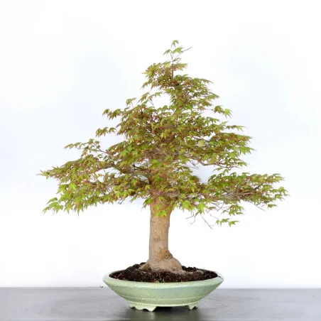 image supplémentaire - ERABLE DU JAPON "ACER...
