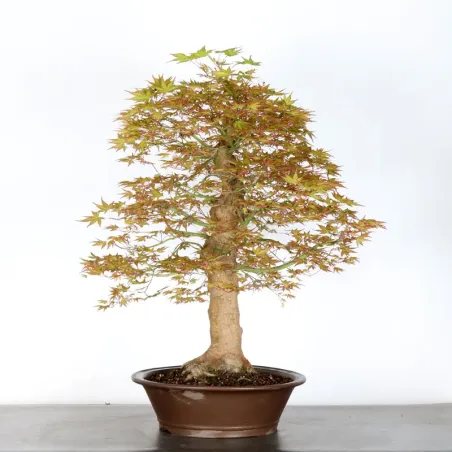 image supplémentaire - ERABLE DU JAPON "ACER...