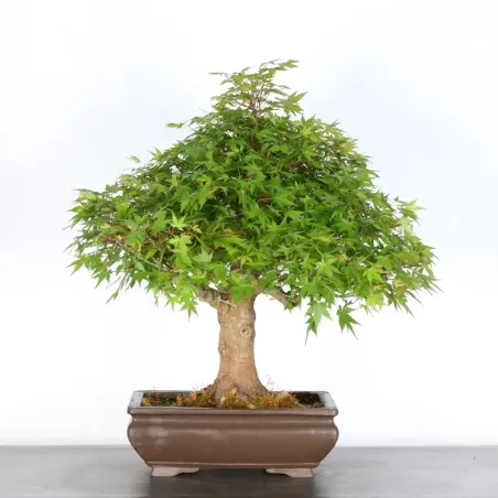 image supplémentaire - JAPANESE MAPLE "ACER...