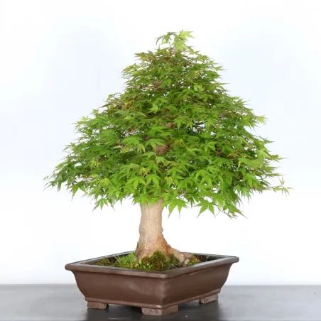 image supplémentaire - ERABLE DU JAPON "ACER...