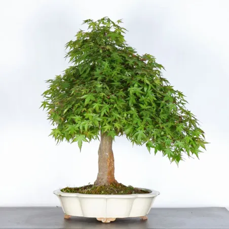 JAPANESE MAPLE "ACER PALMATUM" 5-1