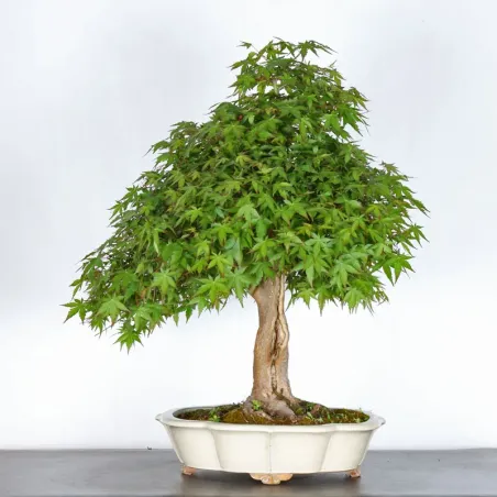 image supplémentaire - JAPANESE MAPLE "ACER...