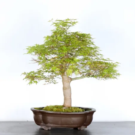 ERABLE DU JAPON "ACER PALMATUM" 5-3