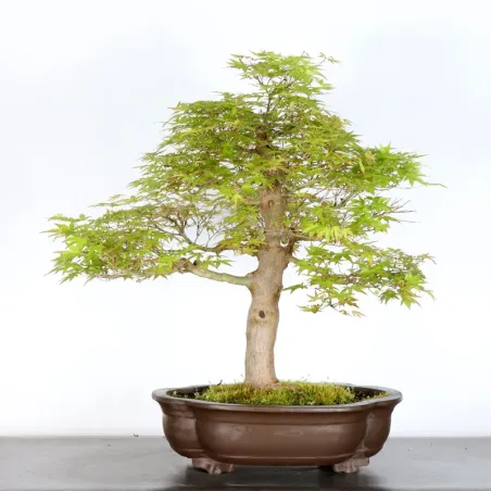 image supplémentaire - ERABLE DU JAPON "ACER...