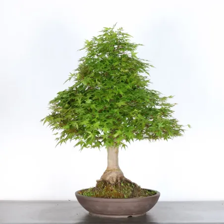 image supplémentaire - ERABLE DU JAPON "ACER...