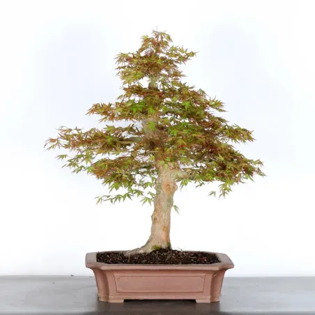 ERABLE DU JAPON "ACER PALMATUM" 4-9