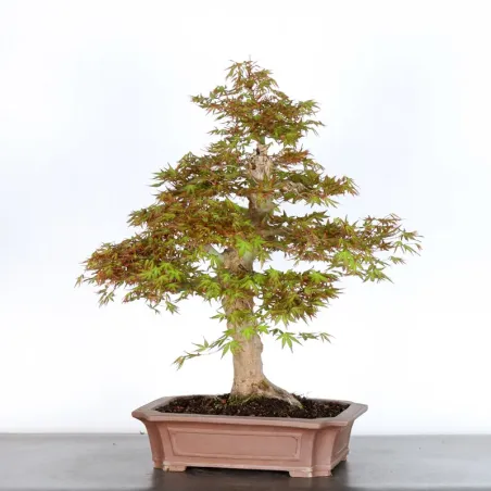 image supplémentaire - ERABLE DU JAPON "ACER...