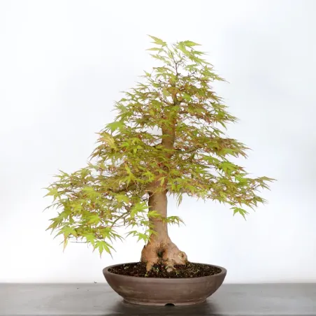 image supplémentaire - JAPANESE MAPLE "ACER...