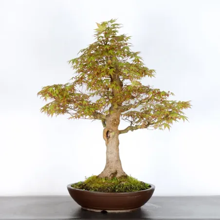 Bonsai Acer Palmatum AP-4-4