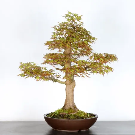 image supplémentaire - JAPANESE MAPLE "ACER...
