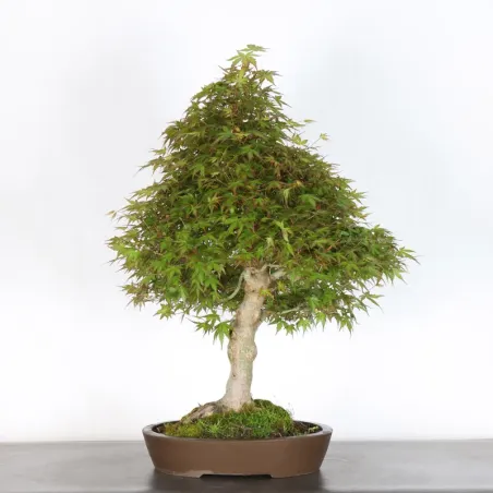 Bonsai Acer Palmatum AP-4-6
