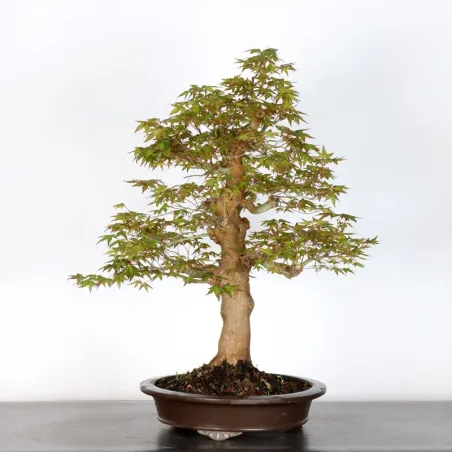 image supplémentaire - JAPANESE MAPLE "ACER...