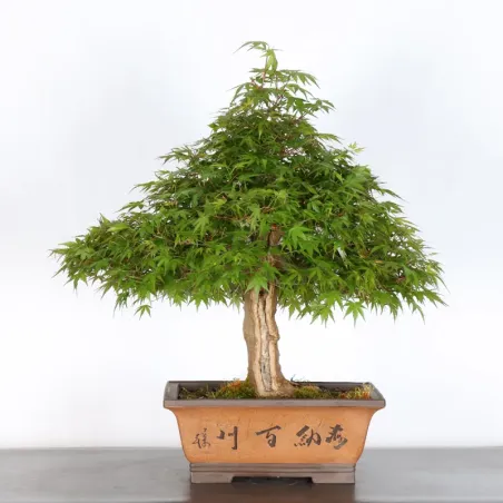 Bonsai Acer Palmatum AP-4-7