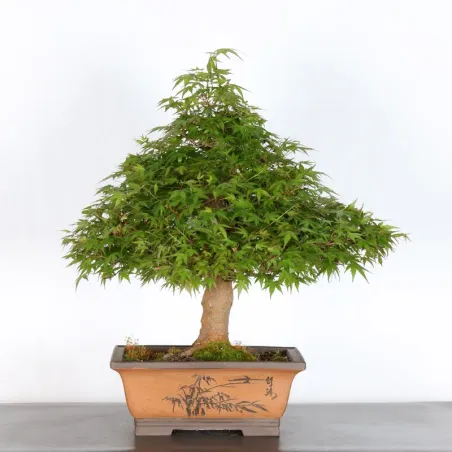 image supplémentaire - ERABLE DU JAPON "ACER...