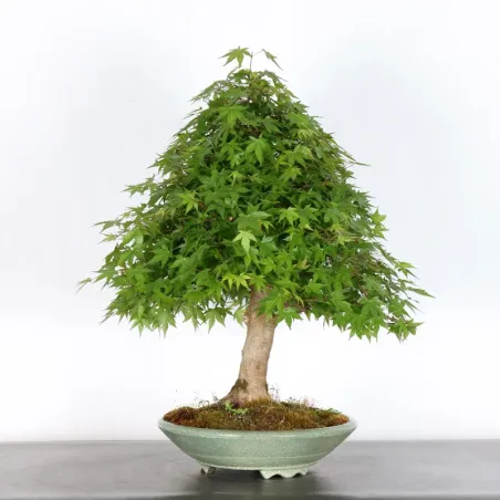 Bonsai Acer Palmatum AP-4-3