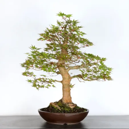 ERABLE DU JAPON "ACER PALMATUM" 5-13