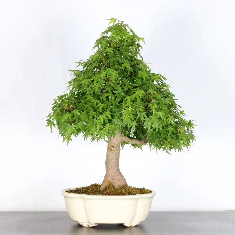 JAPANESE MAPLE "ACER PALMATUM" 4-8