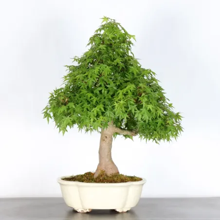 JAPANESE MAPLE "ACER PALMATUM" 4-8