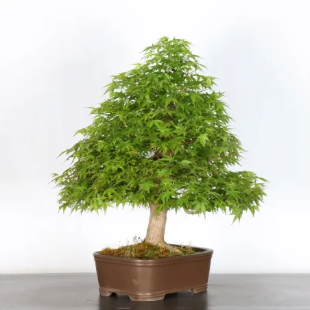 image supplémentaire - JAPANESE MAPLE "ACER...