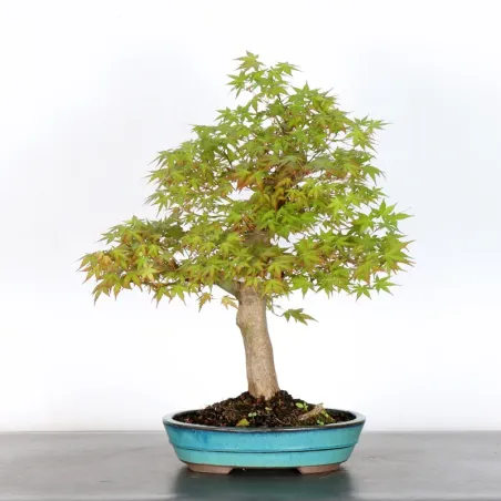 Bonsai Acer Palmatum AP-3-5
